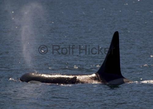 Photo: 
Killer Whales CRW 9897