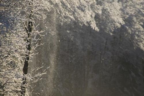 Photo: 
Crystal Storm Snow Covered Trees