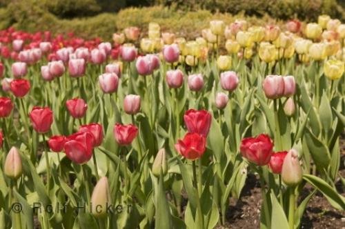 Photo: 
Cullen Gardens Blooms