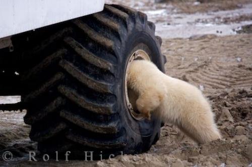Photo: 
Curious Polar Bear Wheel Well Picture