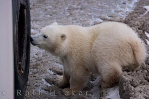 Photo: 
Cute Baby Polar Bear Tundra Buggy Exploring