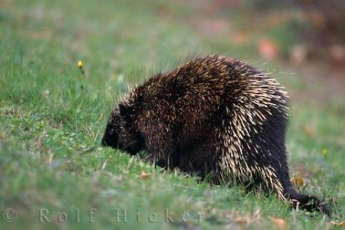 Photo: 
Cute Porcupine