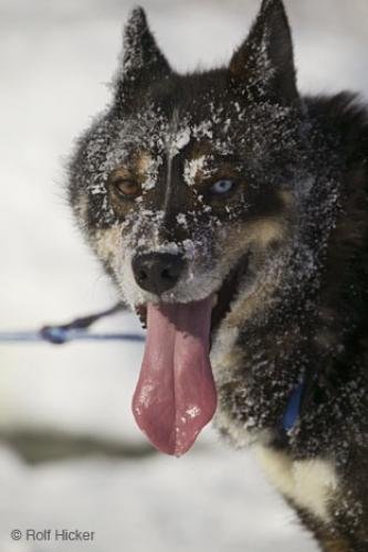 Photo: 
Alaskan Sled Dogs