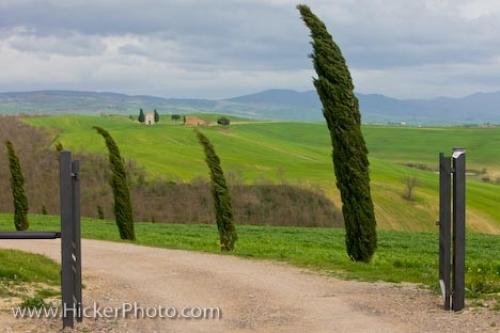 Photo: 
Cypress Trees Tuscany Country Italy Europe