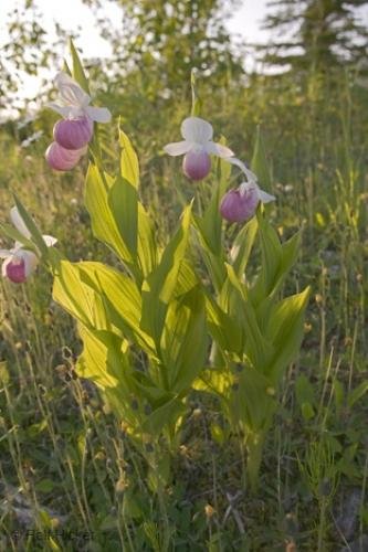 Photo: 
Cypripedium reginae Ladyslipper