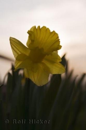 Photo: 
Daffodil