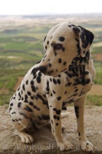 Photo: 
Dalmatian Puppy