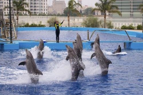 Photo: 
Dancing Dolphins