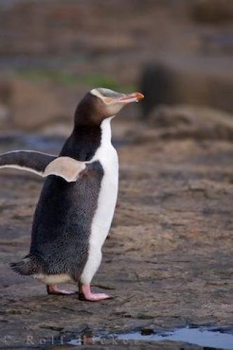 Photo: 
Dancing Penguins