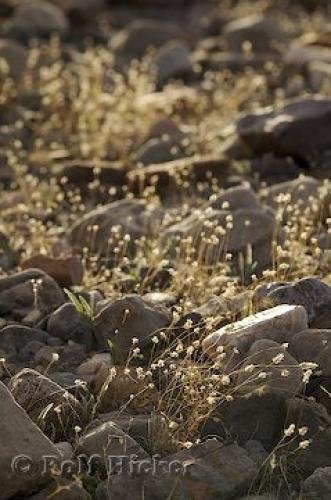Photo: 
Desert Habitat