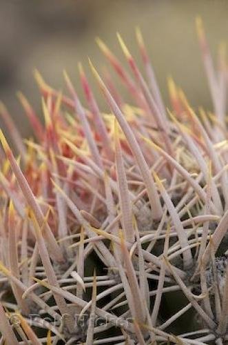 Photo: 
Fishhook Cactus Desert Plants