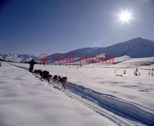 Photo: 
dogsled