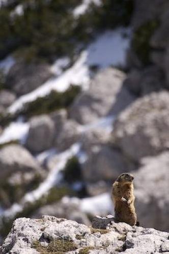 Photo: 
Dolomite Marmot
