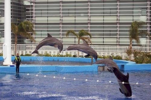 Photo: 
Dolphin Aquarium Show Valencia Spain