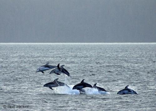 Photo: 
Jumping Animals Dolphin Photos