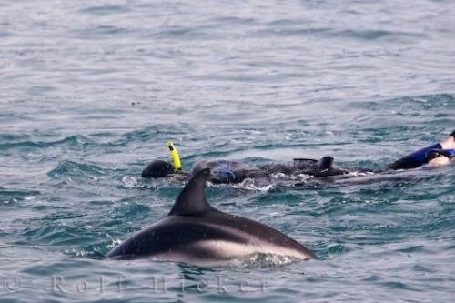 Photo: 
Swim With Dolphins Tour Kaikoura NZ