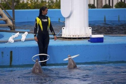 Photo: 
Picture Of A Dolphin Trick