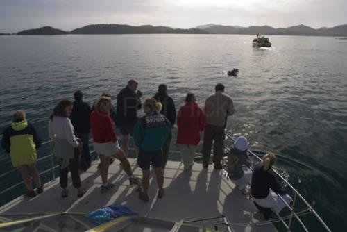 Photo: 
Dolphin Watching New Zealand