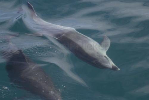 Photo: 
Dolphin Watching Tour