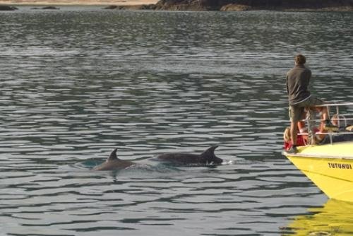 Photo: 
Dolphin Watching Bay of Islands