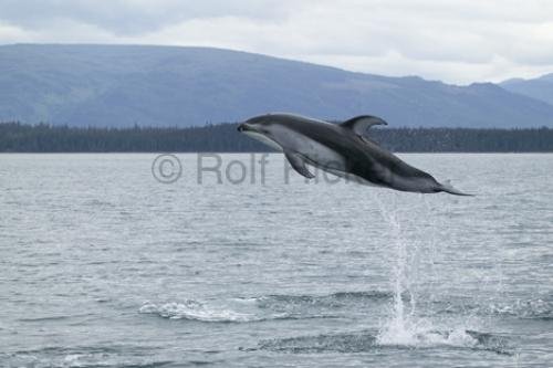 Photo: 
Dolphin