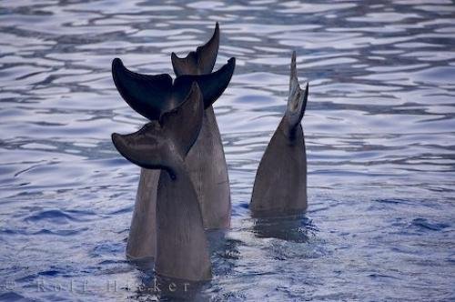 Photo: 
Dolphins Flukes