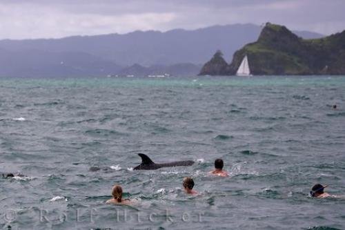 Photo: 
Dolphins Swimming New Zealand