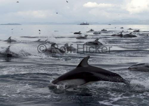 Photo: 
Large Group Dolphins Queen Charlotte Strait