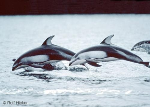 Photo: 
Animals In The Ocean