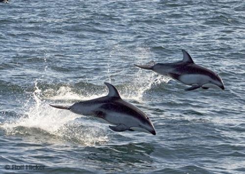 Photo: 
Ocean Creatures