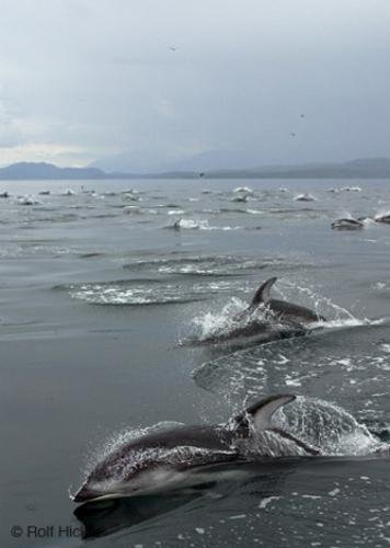 Photo: 
Large herd wild dolphins British Columbia coast