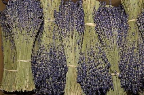 Photo: 
Bundles Dried Lavender