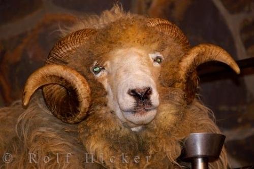 Photo: 
Drysdale Sheep