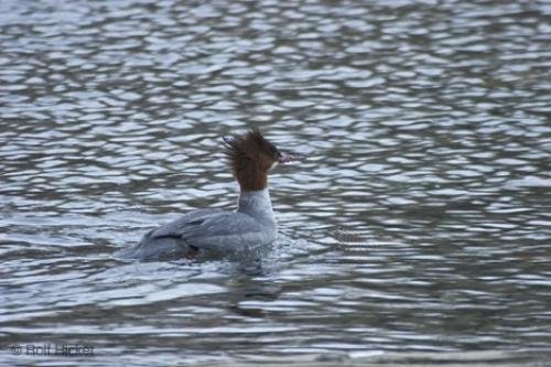 Photo: 
Duck Pictures