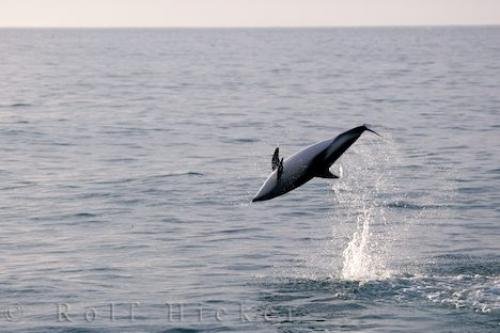 Photo: 
Dusky Dolphin Leaping Kaikoura NZ