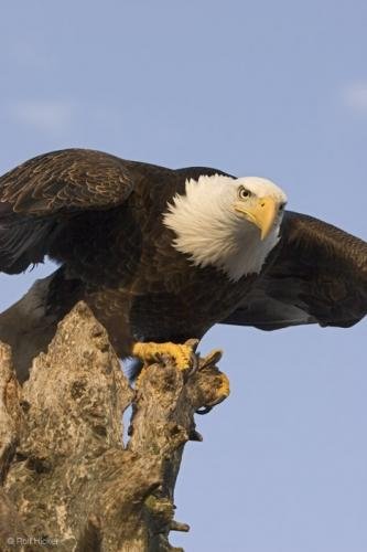 Photo: 
Eagle Head