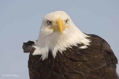 Photo: 
Head Close Up Eagle Photos