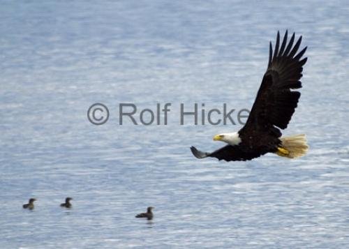 Photo: 
Low Flying bald eagle picture