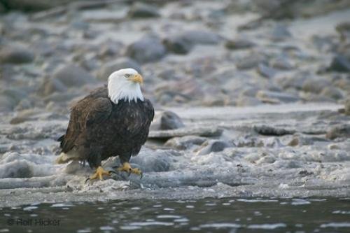 Photo: 
eagle birds
