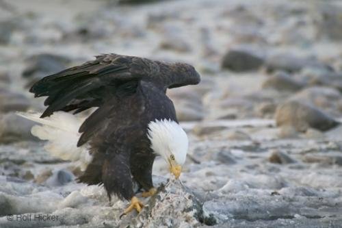 Photo: 
Eating Salmon Eagle Photos