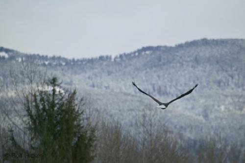 Photo: 
Flying Eagle Photos