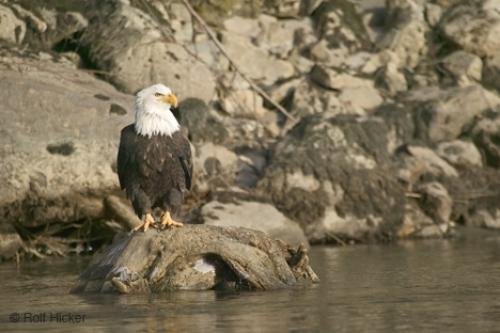 Photo: 
american eagle pics