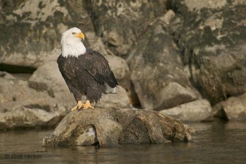 Photo: 
endangered bald eagle sitting river