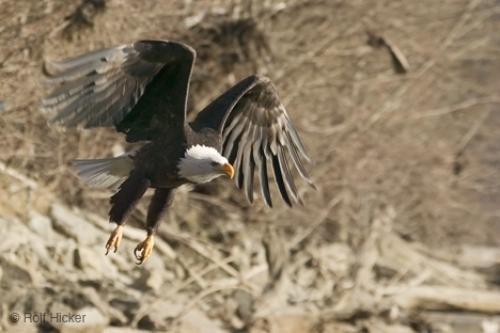 Photo: 
Bald Eagle Endangered