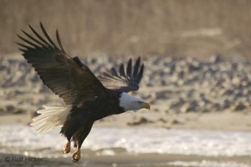Photo: 
Bald Eagle Taking off