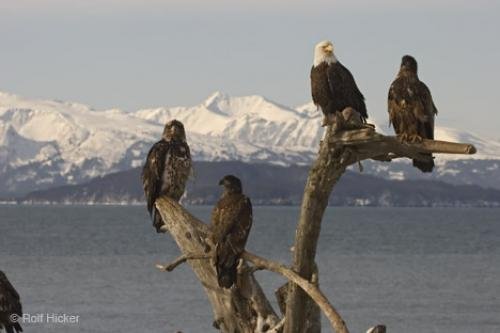 Photo: 
Eagles Perching On Tree