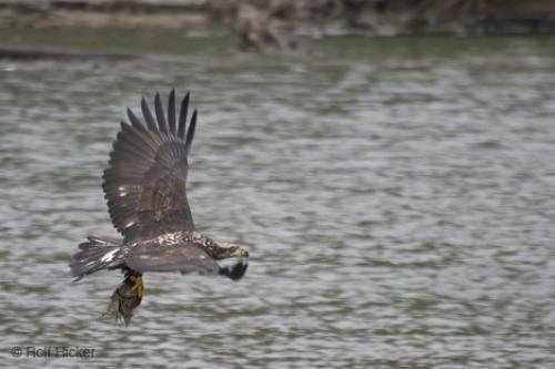 Photo: 
Flying Bald Eagle Images
