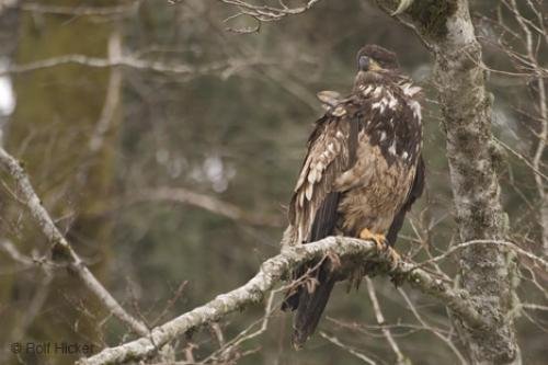 Photo: 
pictures of bald eagle