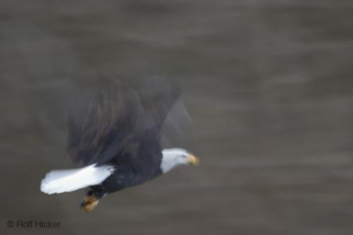 Photo: 
Big Pictures of Bald Eagles