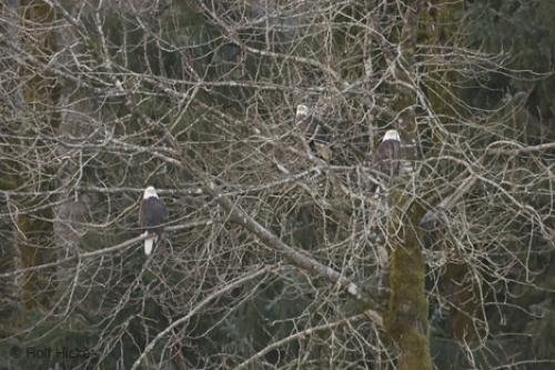 Photo: 
bald eagles